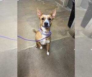 Mutt Dogs for adoption in Sacramento, CA, USA