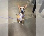 Small Mutt