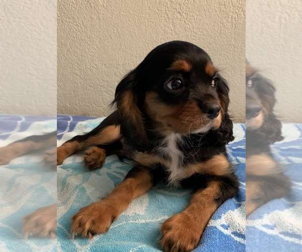 Medium Photo #2 Cavalier King Charles Spaniel Puppy For Sale in FOLSOM, CA, USA