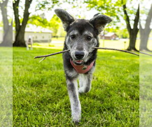 Mutt Dogs for adoption in Springdale, PA, USA