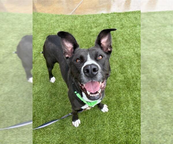 Medium Photo #2 Mutt Puppy For Sale in Elk Grove, CA, USA