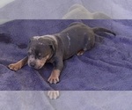 Small #5 American Bully