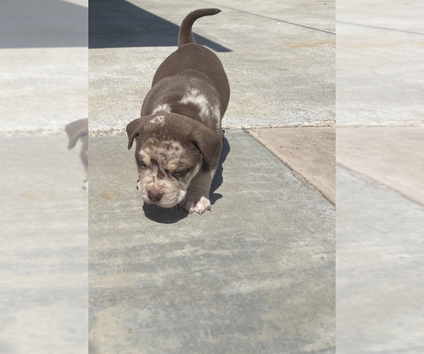 Medium Photo #2 American Bully Puppy For Sale in PERRIS, CA, USA