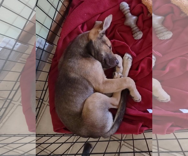 Medium Photo #7 Mutt Puppy For Sale in Duluth, MN, USA