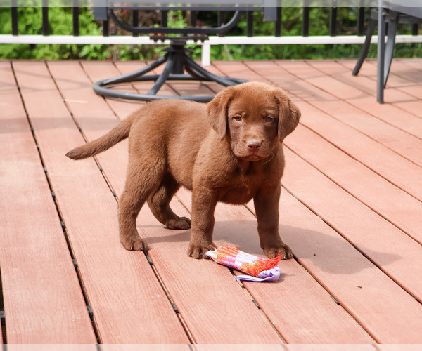 Medium Photo #12 Labrador Retriever Puppy For Sale in SYRACUSE, IN, USA