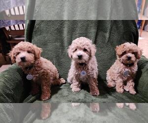 Poodle (Miniature) Puppy for sale in MIRA LOMA, CA, USA