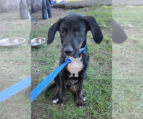 Medium Photo #3 Mutt Puppy For Sale in Germantown, OH, USA