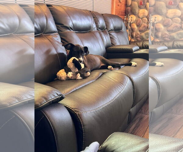 Medium Photo #8 Border Collie-Unknown Mix Puppy For Sale in Duluth, MN, USA