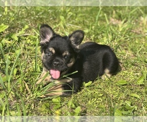 French Bulldog Puppy for sale in NEWTON, NJ, USA