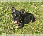 Image preview for Ad Listing. Nickname: Ostara