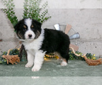 Puppy Soldier Australian Shepherd
