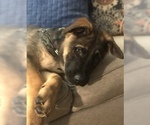Small Photo #31 German Shepherd Dog Puppy For Sale in HAMILTON, NJ, USA