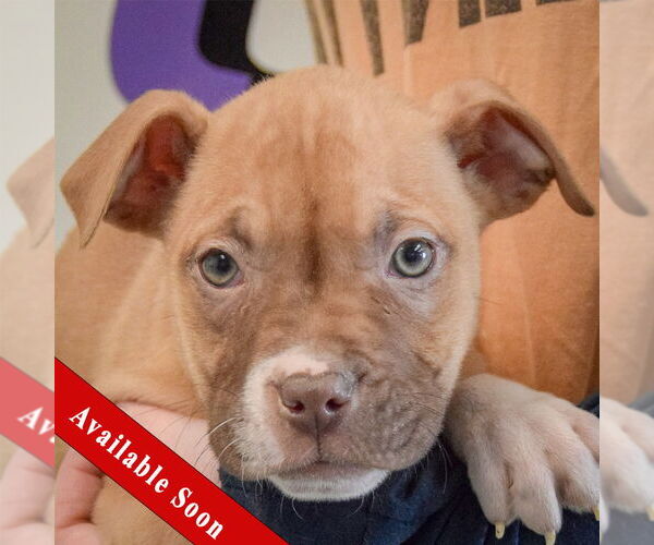 Medium Photo #1 American Staffordshire Terrier-Boxer Mix Puppy For Sale in Huntley, IL, USA