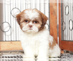 Small #2 Shih Tzu