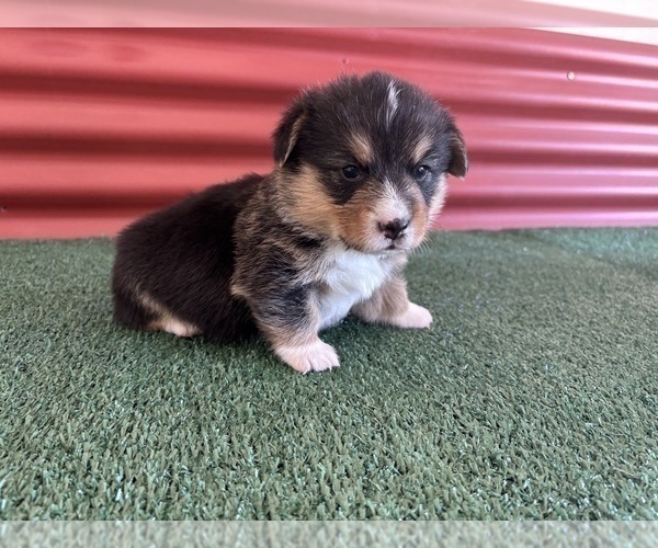 Medium Photo #28 Pembroke Welsh Corgi Puppy For Sale in CERES, CA, USA