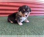 Small #27 Pembroke Welsh Corgi