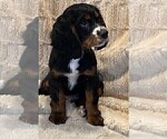 Small Photo #37 Cockalier Puppy For Sale in HERNDON, VA, USA