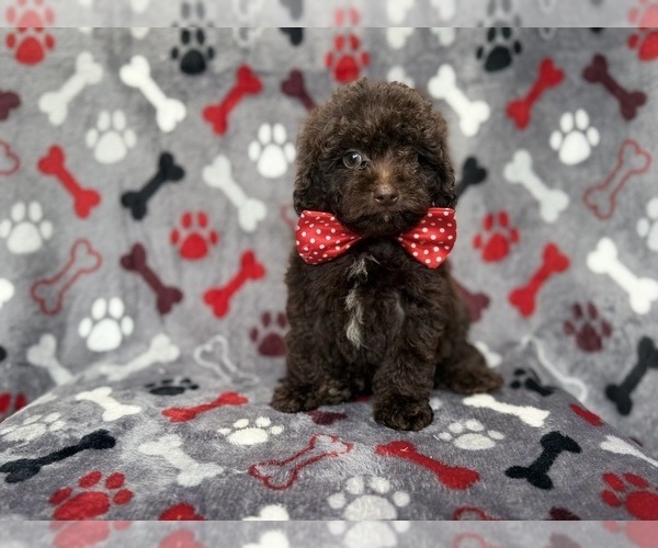 Medium Photo #3 ShihPoo Puppy For Sale in LAKELAND, FL, USA