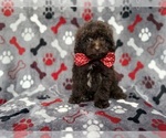Benson - Male ShihPoo Puppy for Sale - Photo #3