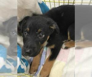 Mutt Dogs for adoption in Conroe, TX, USA