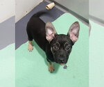 Small #1 Pug Mix