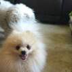 Small Photo #8 Pomeranian Puppy For Sale in INTERNATIONAL FALLS, MN, USA
