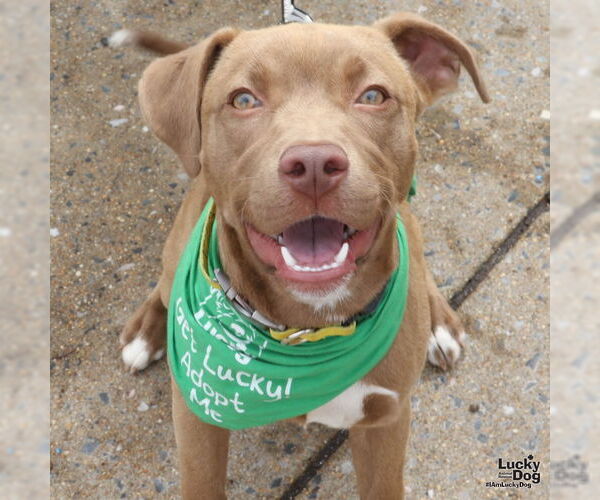Medium Photo #18 Labrador Retriever-Unknown Mix Puppy For Sale in Washington, DC, USA