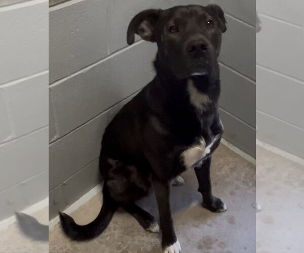 Medium Photo #4 Labrador Retriever-Mountain Cur Mix Puppy For Sale in Sistersville, WV, USA
