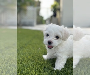 Medium Maltese