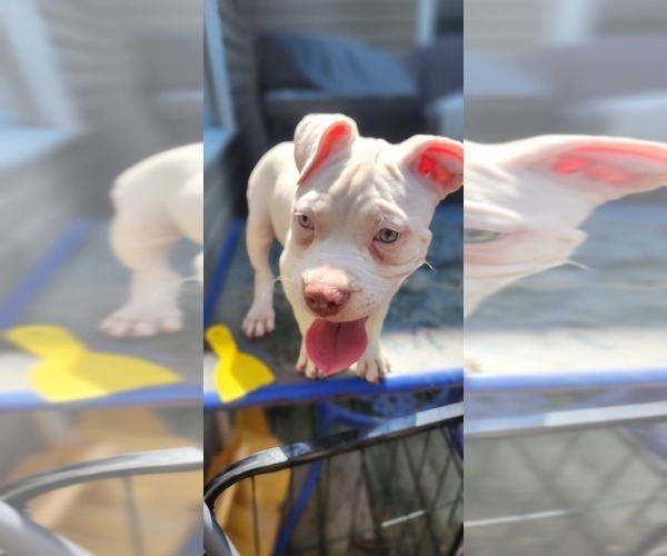 Medium Photo #20 American Bully Puppy For Sale in HARRISBURG, PA, USA