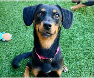 PEACHES - Female Beagle-Unknown Mix Dog for Adoption - Photo #2