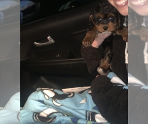 Cavapoo Puppy for sale in NOBLESVILLE, IN, USA