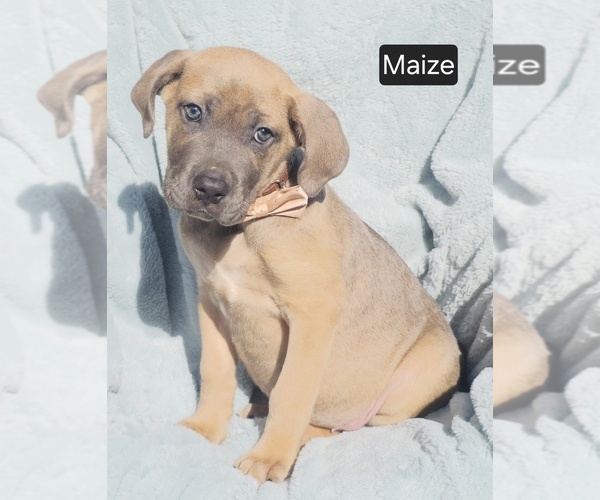 Medium Photo #1 Cane Corso Puppy For Sale in MINERAL WELLS, WV, USA