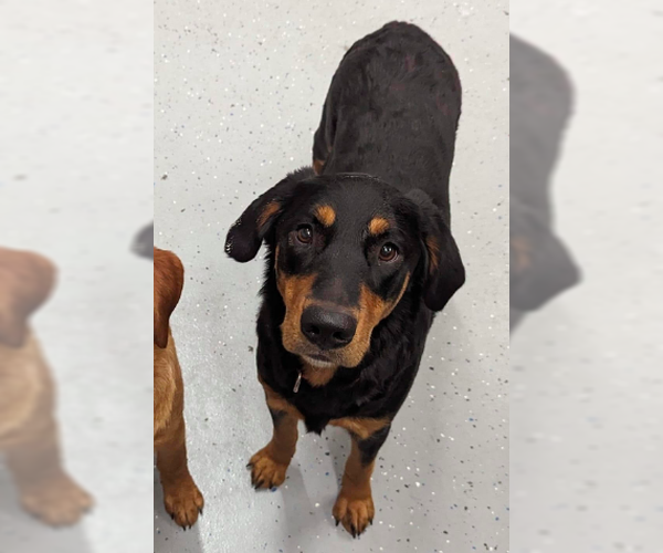 Medium Photo #4 English Springer Spaniel-Rottweiler Mix Puppy For Sale in Brooklyn Center, MN, USA