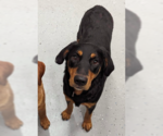Small #3 English Springer Spaniel-Rottweiler Mix