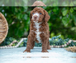 Small Photo #8 Poodle (Miniature) Puppy For Sale in WOLCOTTVILLE, IN, USA