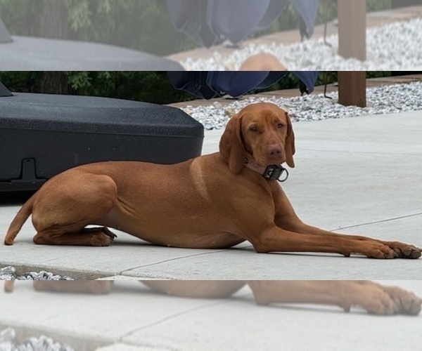 Medium Photo #1 Vizsla Puppy For Sale in ROYSTON, GA, USA