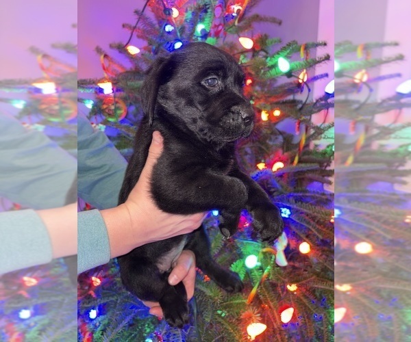 Medium Photo #5 Labrador Retriever Puppy For Sale in FAYETTEVILLE, OH, USA