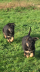 Small Photo #3 German Shepherd Dog Puppy For Sale in JUANITA, WA, USA