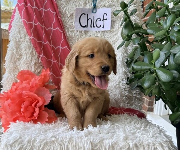 Medium Photo #2 Golden Retriever Puppy For Sale in THORP, WI, USA