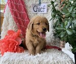 Small #1 Golden Retriever
