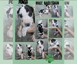 Small Photo #1 Great Dane Puppy For Sale in CORONA, CA, USA