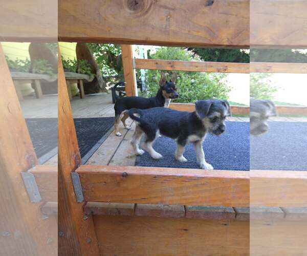 Medium Photo #11 Chihuahua-Unknown Mix Puppy For Sale in Arlington, WA, USA