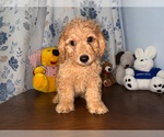 Small #23 Goldendoodle mix (+ Poodle Miniature)