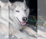 Small #1 Siberian Husky