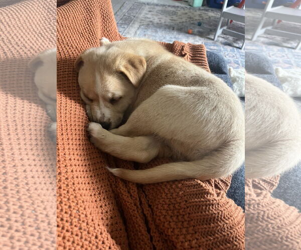 Medium Photo #6 Australian Shepherd-Unknown Mix Puppy For Sale in Valrico, FL, USA