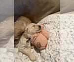 Small Photo #12 Golden Retriever Puppy For Sale in MIDLAND, MI, USA