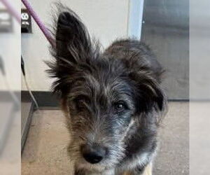 Mutt Dogs for adoption in Vail, AZ, USA