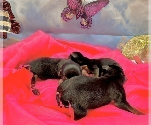 Medium Photo #26 Morkie Puppy For Sale in CASSVILLE, MO, USA