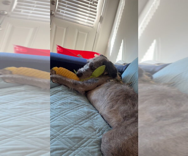 Medium Photo #8 Great Dane-Unknown Mix Puppy For Sale in Bullard, TX, USA